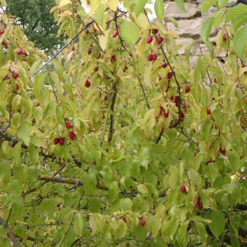 Cornus Mas10 1