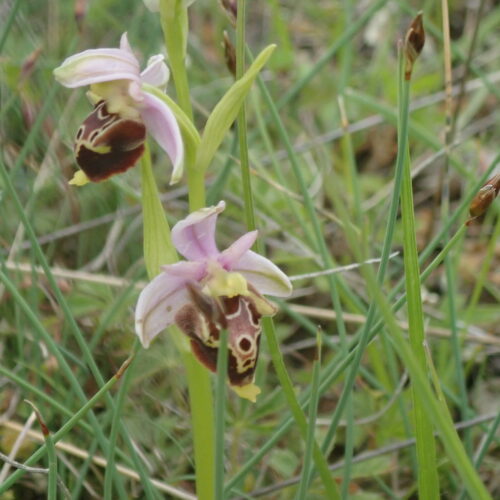 Ophrys Fuciflora 8 Noyers 18 05 24