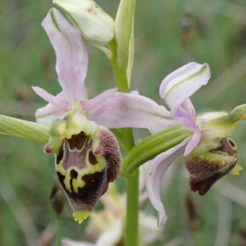 Ophrys Fuciflora 9 Noyers 18 05 24