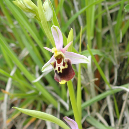 Ophrys Fuciflora Noyers 18 05 242