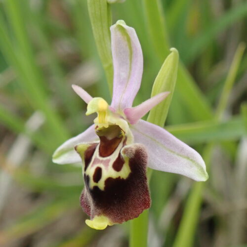 Ophrys Fuciflora Noyers 18 05 243