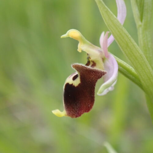 Ophrys Fuciflora Noyers 18 05 244