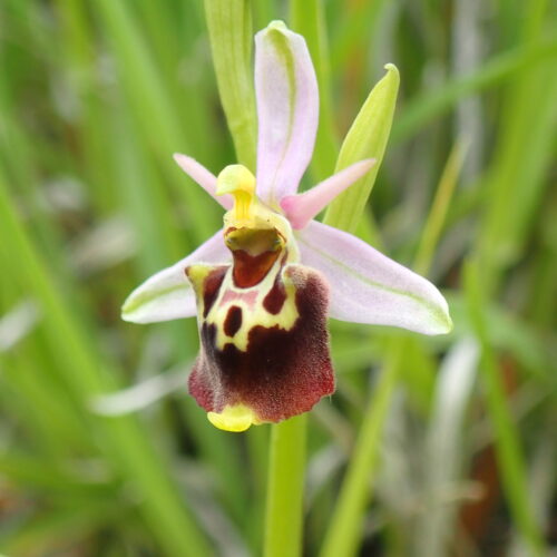 Ophrys Fuciflora Ophrys Bourdon1 Noyers 18 05 24