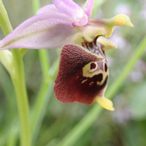 Ophrys Fuciflora5 Noyers 18 05 24