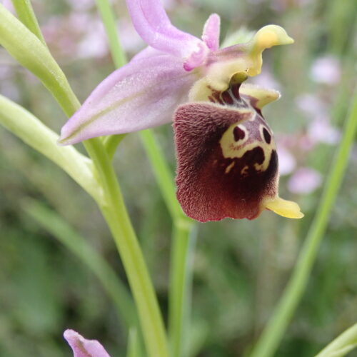 Ophrys Fuciflora6Noyers 18 05 24