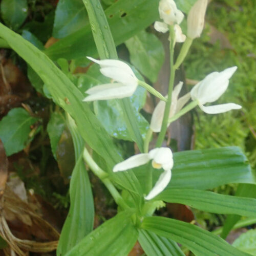 Cephalantera Longifolia