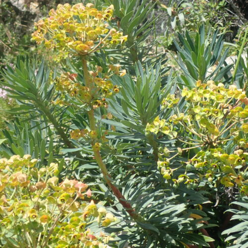 Euphorbia Characias