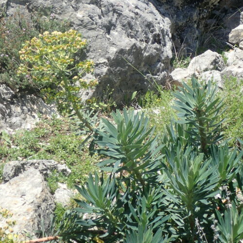 Euphorbia Characias2