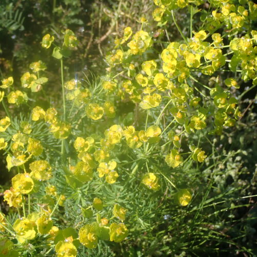 Euphorbia Cyparissias Facibelle4 6 16