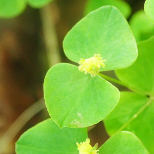 Euphorbia Dulcis Facibelle4 6 16