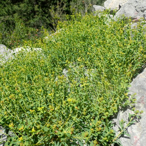 Euphorbia Spinosa 1