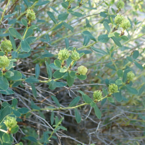 Euphorbia Spinosa 2 Juniperus Phoenica Genevrier De Phenicie Trevans 17 06 24