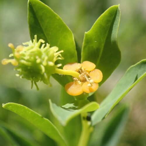 Euphorbia Spinosa Detail Fleura Trevans 17 06 24