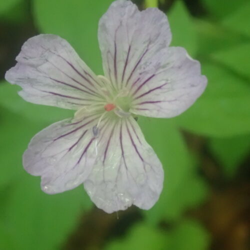 Geranium Nodosum Fleur Facibelle4 6 16