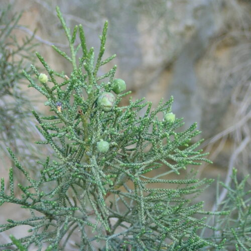 Juniperus Phoenica Genevrier De Phenicie Trevans 17 06 24