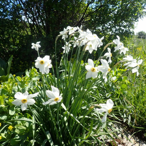 Narcissus Poeticus 2 Pic De Gleize10 06 24.JPG
