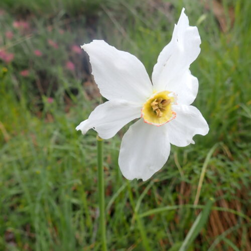 Narcissus Poeticus