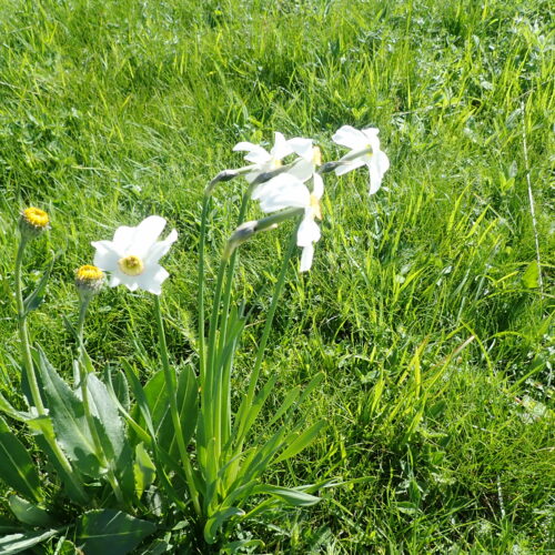 Narcissus Poeticus Pic De Gleize10 06 24.JPG3