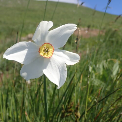 Narcissus Poeticus2