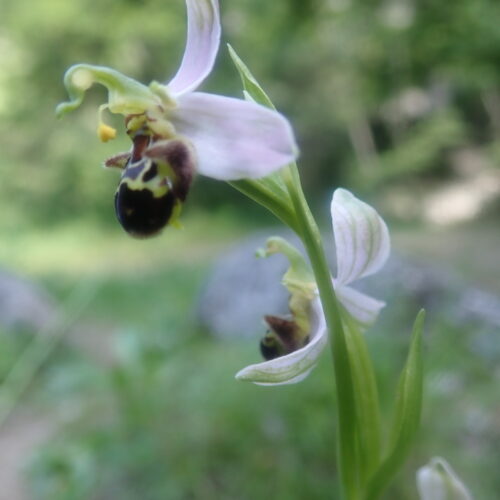 Ophrys Abeille1