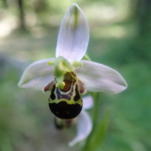 Ophrys Abeille2