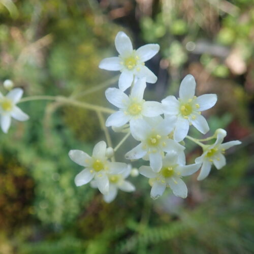 Saxifraga Paniculata Fleurs Facibelle4 6 16