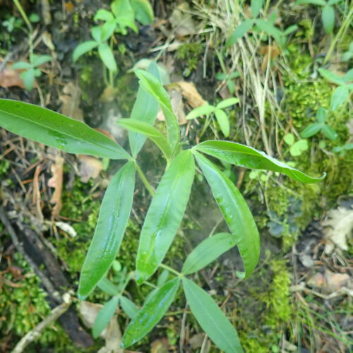 Trifolium Alpestre Feuilles