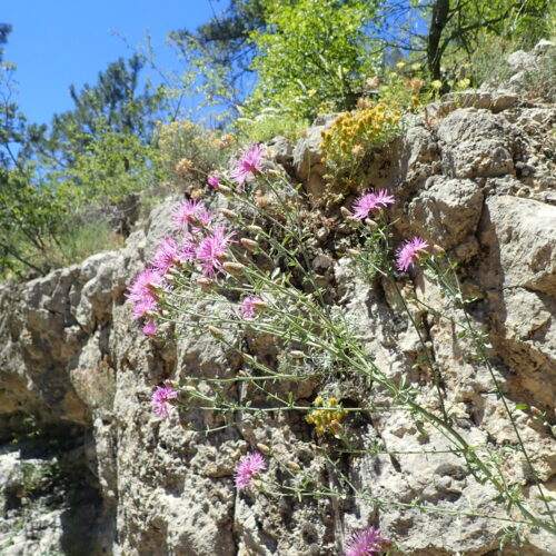 Centaurea Paniculata Gorges Riou 5 7 23