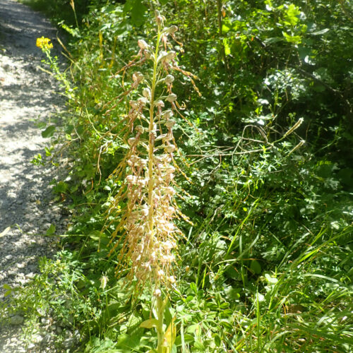 Himantoglossum Hircinum Orchis Bouc Gorges Riou 5 7 23