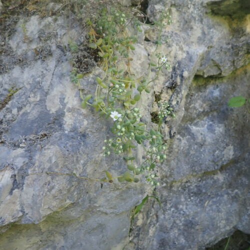 Sedum Dasyphyllum Orpin A Feuilles Epaisses Gorges Riou 5 7 23