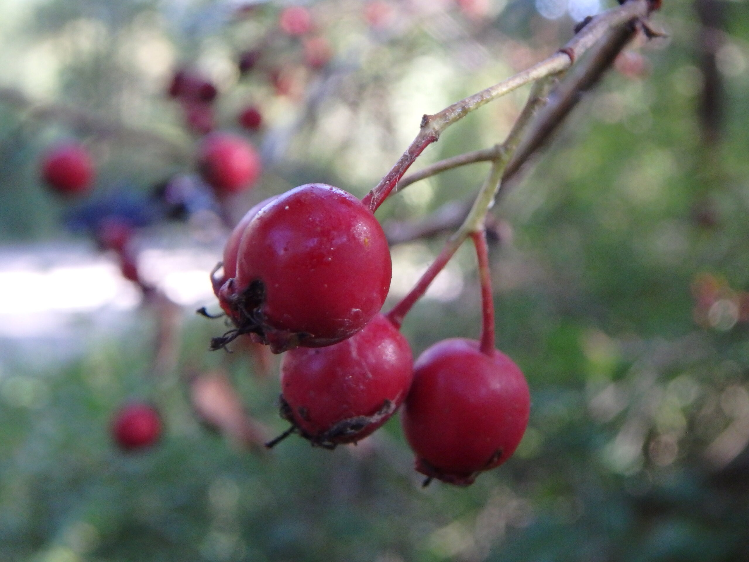 Crataegus Monogyna Aubepine Fruit