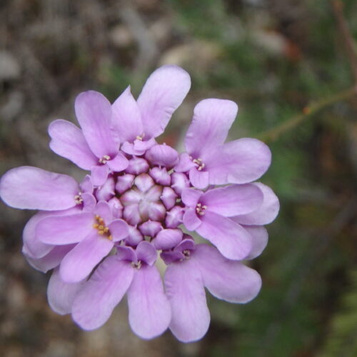 Iberis Linifolia Brassicacees