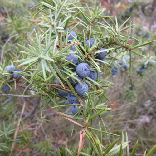 Juniperus Communis