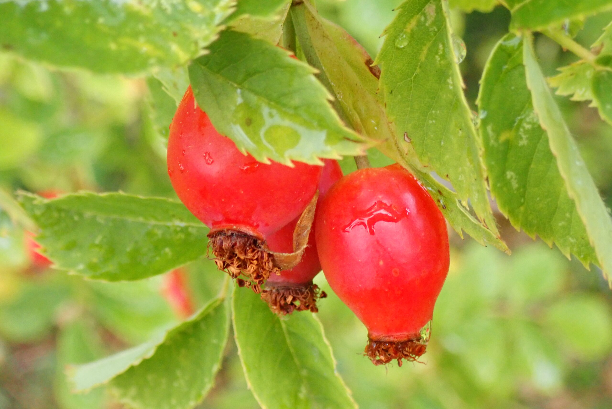 Rosa Canina Rabou