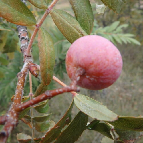 Sorbus Aria Sorbier Cormier