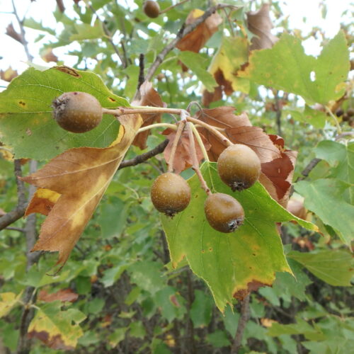 Sorbus Torminalis Les Mourres 15 9 17