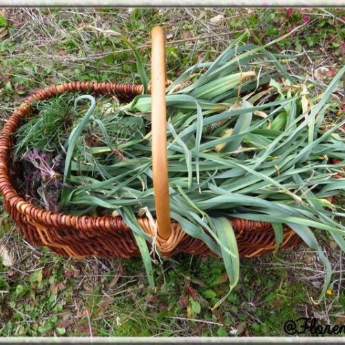 Panier De Poireaux